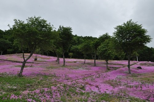 ６月９日　滝上町　今日の芝ざくら滝上公園３０・・・今日から入園無料！