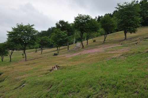 ６月１２日　滝上町　今日の芝ざくら滝上公園３１・・・色褪せちゃった