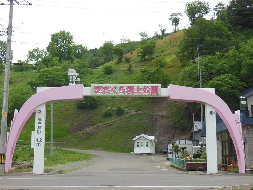 ６月１７日　滝上町　今日の芝ざくら滝上公園３２