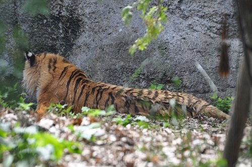 ６月２２日　旭山動物園　もうじゅう館の仲間たち