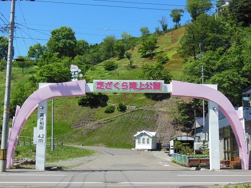 ６月２４日　滝上町　今日の芝ざくら滝上公園３３