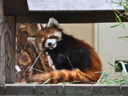 ６月２２日　旭山動物園　レッサーパンダ