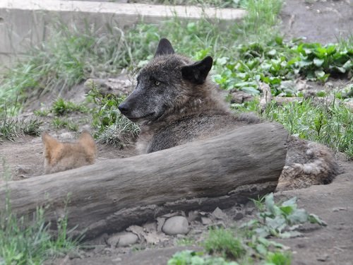 ６月２２日　旭山動物園　シンリンオオカミ　レラと双子