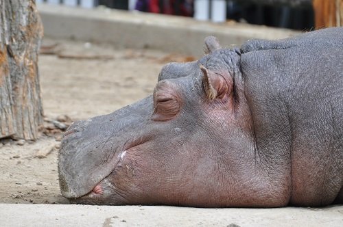 ６月２２日　旭山動物園　カバのワンポイントガイド