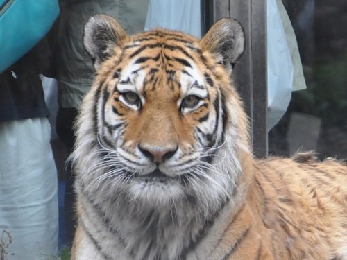 ６月２２日　旭山動物園　アムールトラ　のん