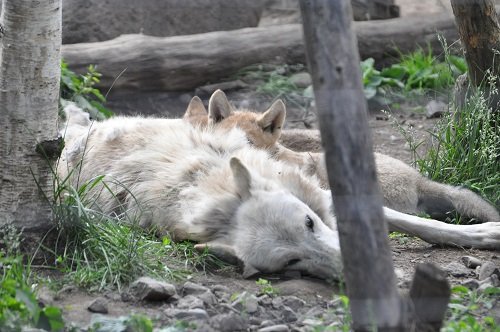 ６月２２日　旭山動物園　シンリンオオカミの夕方