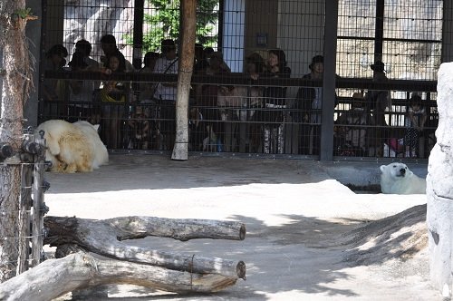 ６月２９日　旭山動物園　ホッキョクグマ