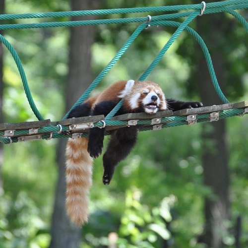 ６月２９日　旭山動物園　レッサーパンダ　渝渝（ユーユー）