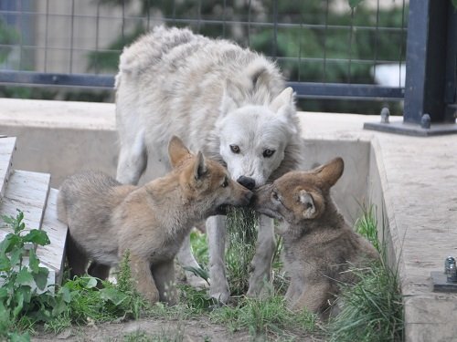 ６月２９日　旭山動物園　シンリンオオカミ一家