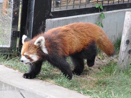 ７月８日　旭山動物園　レッサーパンダ　栄栄(ロンロン)とノノ