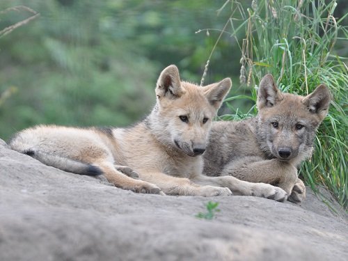 ７月８日　旭山動物園　シンリンオオカミ・・・仔オオカミの愛称発表！