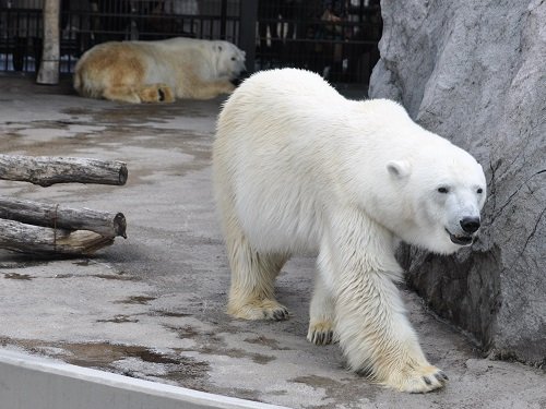 ７月１３日　旭山動物園　ホッキョクグマ　ルルとピリカ