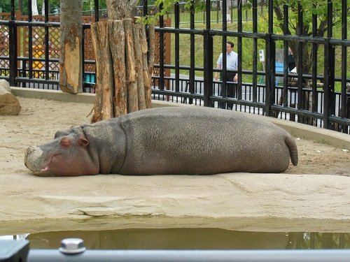 (追記あり)７月１３日　旭山動物園　カバ　百吉