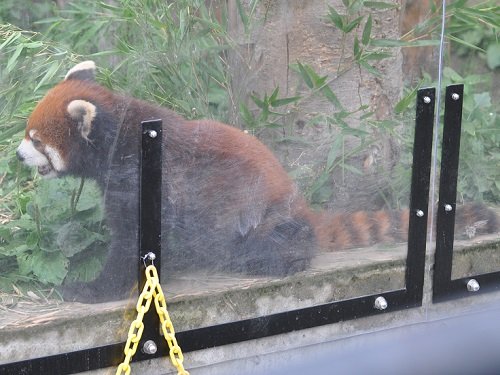 ７月１３日　旭山動物園　レッサーパンダ