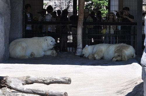 ７月２１日　旭山動物園　ホッキョクグマのメスたち