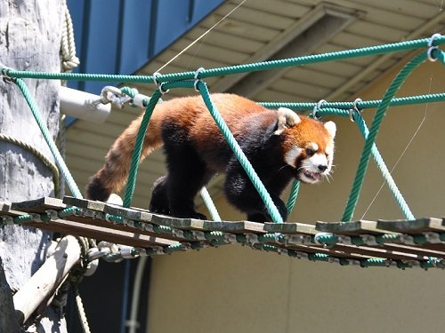 ７月２１日　旭山動物園　レッサーパンダ　チャーミン・・・と、ご近所情報