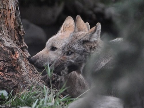 ８月１０日　夜の旭山動物園　シンリンオオカミの子どもたち