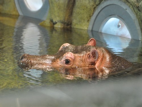 ９月９日　旭山動物園　カバ　メス１