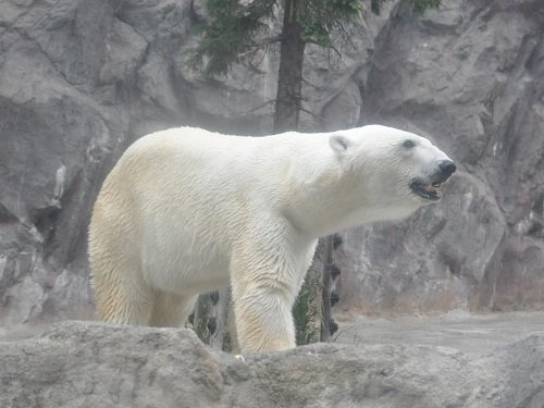 ８月１０日　夜の旭山動物園　ホッキョクグマたち