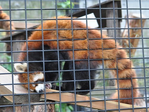 ８月１０日　夜の旭山動物園　レッサーパンダたち