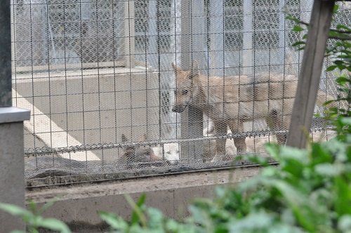 ８月１０日　夜の旭山動物園　夕方のシンリンオオカミ