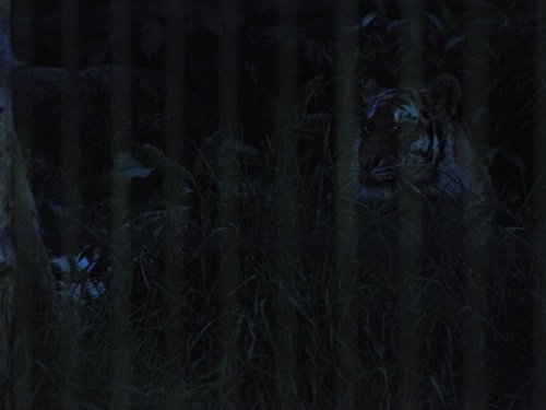 ８月１０日　夜の旭山動物園　もうじゅう館の仲間たち