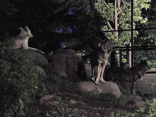 ８月１０日　夜の旭山動物園　暗闇の中のシンリンオオカミ