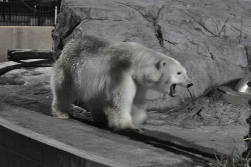 ８月１０日　夜の旭山動物園　ホッキョクグマ　ピリカとルル