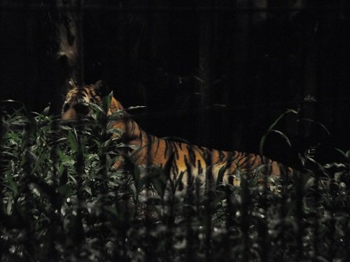 ８月１０日　夜の旭山動物園　アムールトラのナイトウォッチング