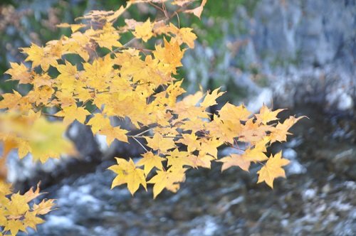 １０月９日　滝上町　渚滑川渓谷遊歩道　今日の錦仙峡５・・・前半