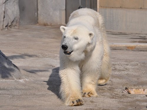 １０月５日　旭山動物園　ホッキョクグマたち