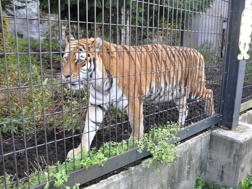 １０月５日　旭山動物園　もうじゅう館のトラとライオンとユキヒョウ