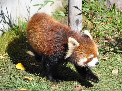 １０月１５日　旭山動物園　レッサーパンダ