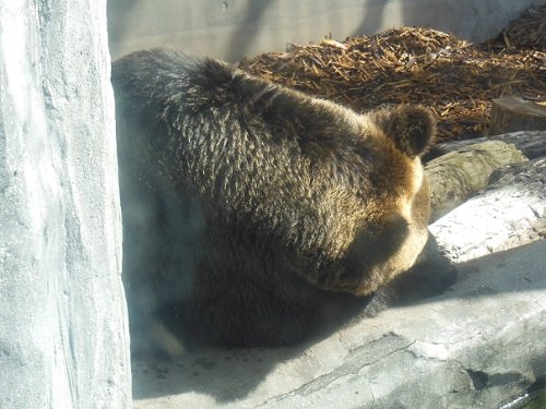 １０月１５日　旭山動物園　もうじゅう館はお昼寝タイム