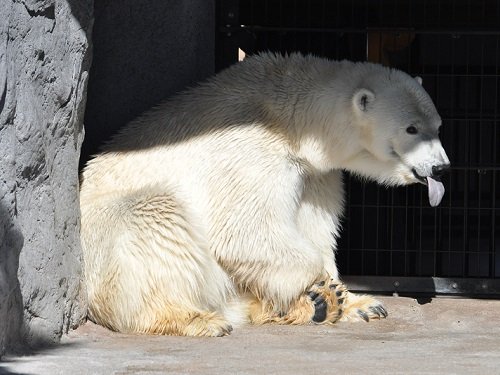 １０月１５日　旭山動物園　ホッキョクグマ　“裏”もぐもぐタイム