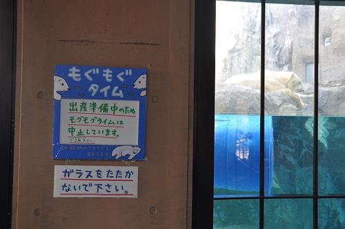 １１月１１日　旭山動物園　ホッキョクグマ　イワン