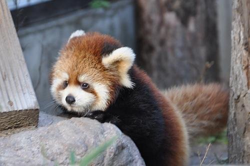 １１月１１日　旭山動物園　レッサーパンダの赤ちゃん