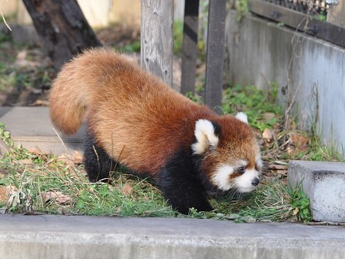 １１月１１日　旭山動物園　レッサーパンダの赤ちゃん・・・動画編