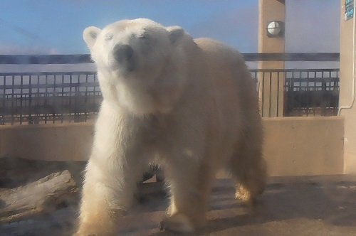 １１月１１日　旭山動物園　ホッキョクグマ　ピリカ