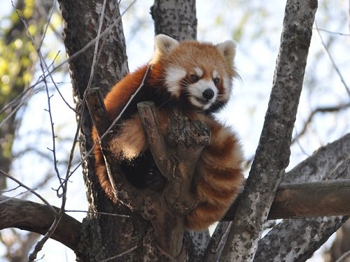 １１月１１日　旭山動物園　レッサーパンダ　赤ちゃん以外の５頭