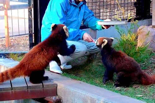 １１月１１日　旭山動物園　リンゴを食べる　レッサーパンダたち