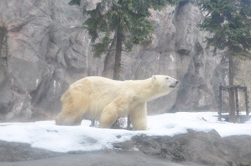 １１月１９日　旭山動物園　ホッキョクグマ　イワンとピリカ