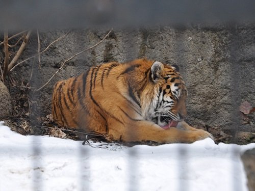 １１月１９日　旭山動物園　アムールトラ　のんちゃん