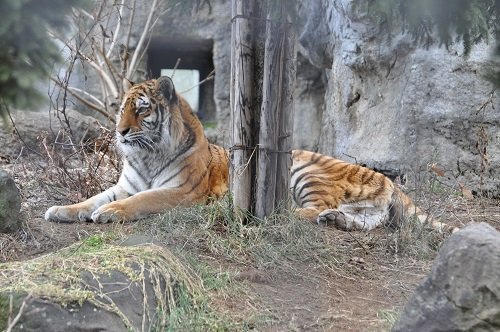 １２月３日　旭山動物園　アムールトラ　のんちゃん