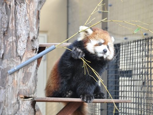 １２月３日　旭山動物園　レッサーパンダの姉妹