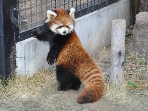 １２月３日　旭山動物園　レッサーパンダ　つかまり立ちをする友友