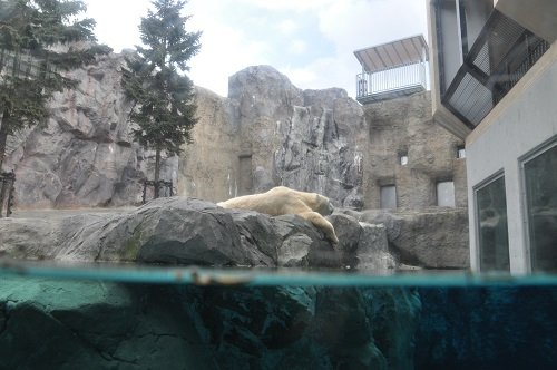 １２月３日　旭山動物園　ホッキョクグマ　イワン