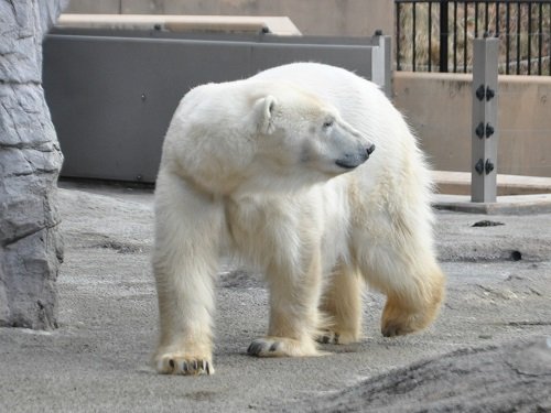 １２月３日　旭山動物園　ホッキョクグマ　ピリカ