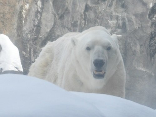 １月１８日　旭山動物園　ホッキョクグマ　イワンとピリカ