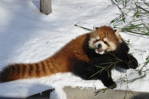 １月１８日　旭山動物園　レッサーパンダ　友友とちょっとだけ栄栄